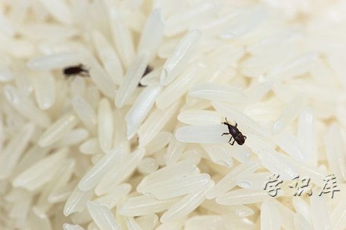 大米生虫子处理小诀窍，3个方法处理大米生虫