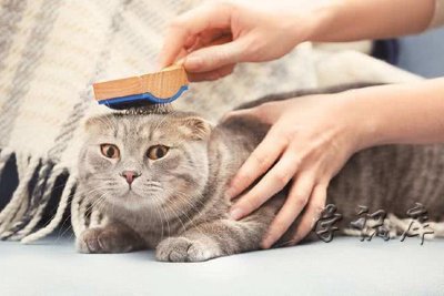 猫咪不爱梳毛怎么办