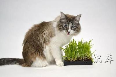 猫草几个月的猫可以吃