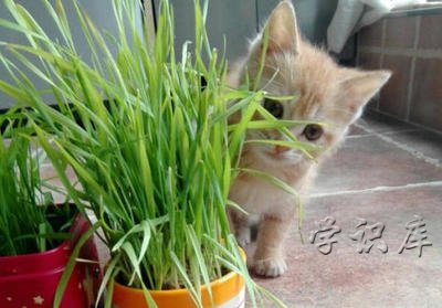 猫草有哪些品种
