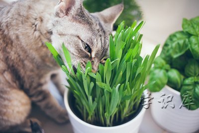 猫吃猫草有什么好处