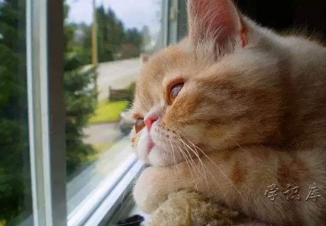 猫看窗外的时候在想什么