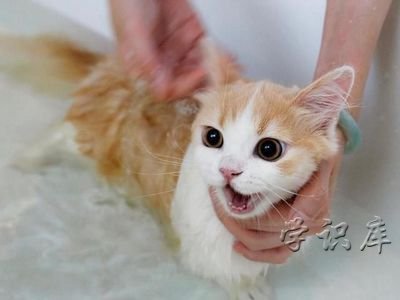 猫咪四个月可以洗澡吗