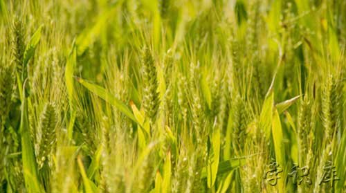 小麦补贴每亩多少钱