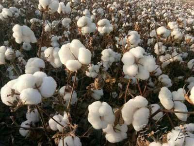 2021年新疆棉花补贴多少钱