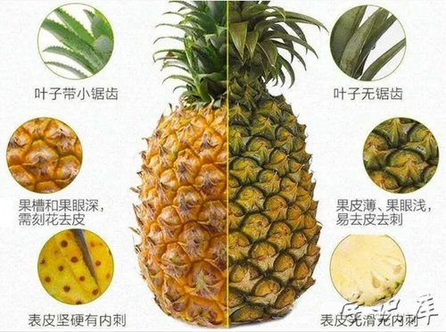 凤梨和菠萝的区别，两者7个主要不同点