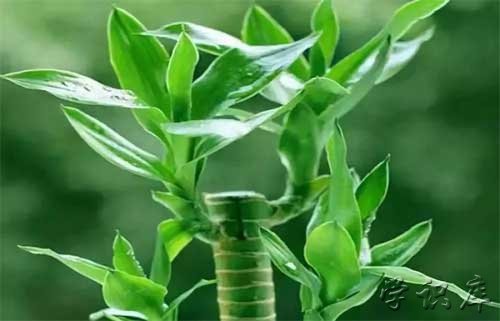 富贵竹的养殖方法和注意事项，4个养殖富贵竹生长旺盛的措施
