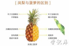 菠萝和凤梨有什么区别，两者六大区别差异