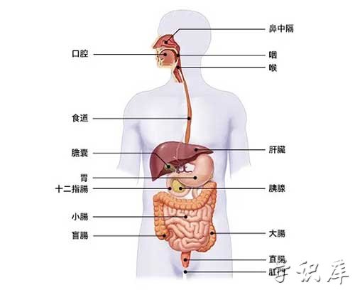 胃在身体哪个位置，人体的胃所在部位
