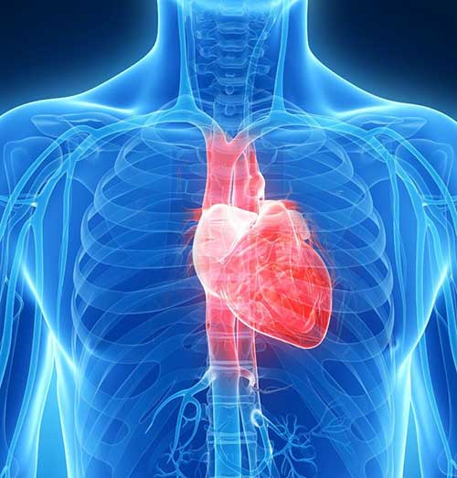 心脏在左边还是右边，人体心脏的位置