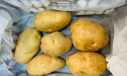 土豆怎样保存不发芽不变